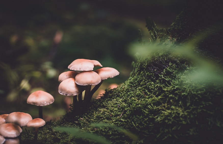 How Do Magic Mushroom Retreats Expand Consciousness?